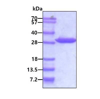 SDS-PAGE: Recombinant Human 14-3-3 gamma Protein [NBC1-18391]